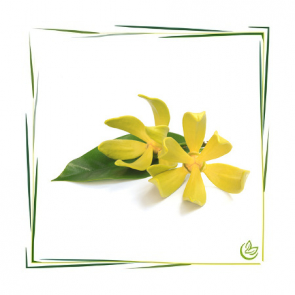 Naturidentisches Äth. Ylang Ylangöl 100 ml